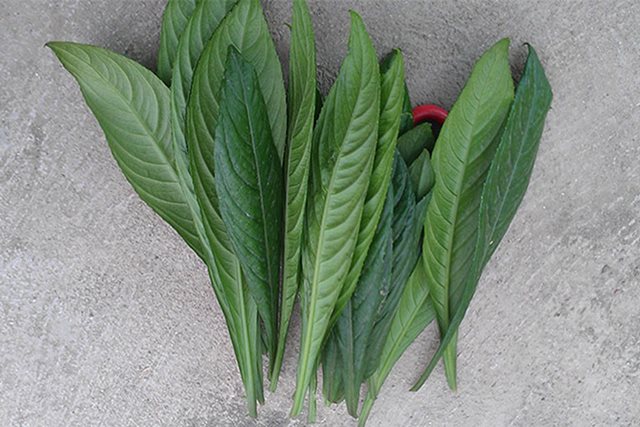 6 tác dụng không ngờ của lá xương sông